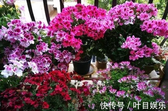 1种花太疯狂,花开300多天,剪根枝条插水里就活,当年就开花!