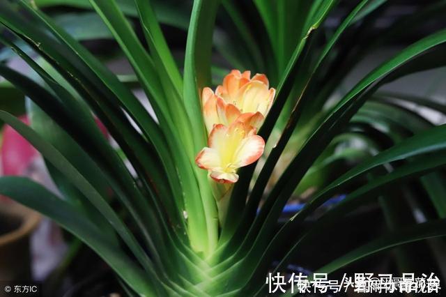 油烟机|什么淘米水、啤酒水都不如它，“一勺”养爆一盆花，就怕你没见过