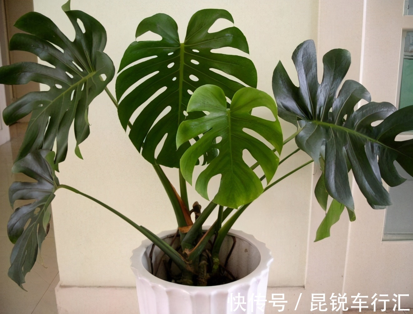 养花人不可不知的知识:盆栽此3款绿植,旺家旺人