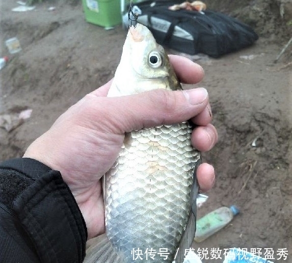 钓鱼精准抓口其实很容易,出现这些漂相,扬竿即中鱼