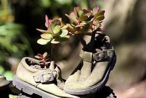 养花|除了花盆之外，这些东西也是绝佳的养花神器，你用过吗？