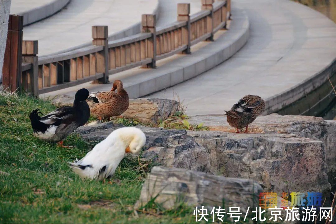 冬景|迎颜值巅峰！京城宝藏冬景实拍，昔日“两岸芦花一钓船”胜景再现~