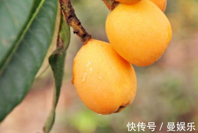 果粉|枇杷清热化痰效果好教你3个妙招挑枇杷,挑到营养好吃又成熟