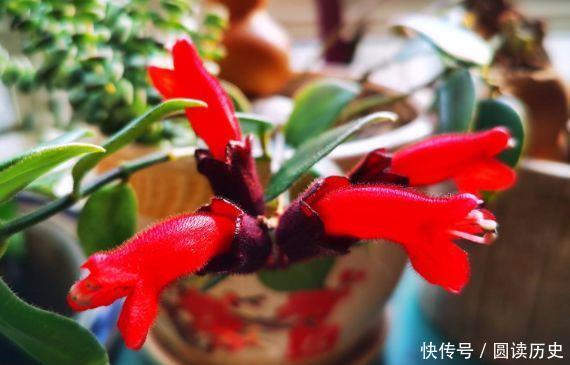 颜值超高的几款花,开花漂亮又好养,花儿轻松开爆盆