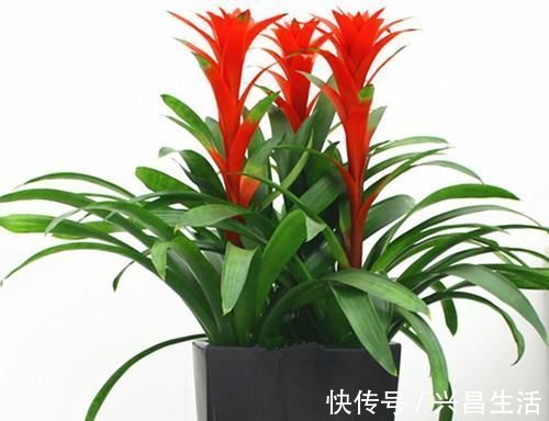 仙客来|8种花一到过年就开花，现在养正是好时候，花开灿烂、寓意吉祥