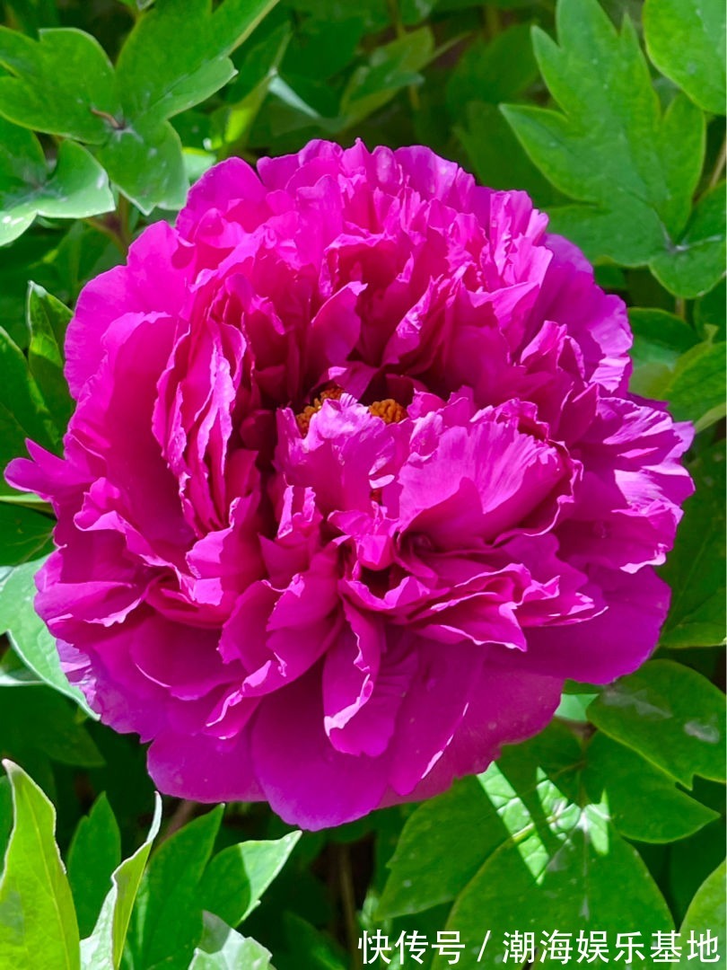 12个月各有各的花神，你出生在几月，你的花神就是它