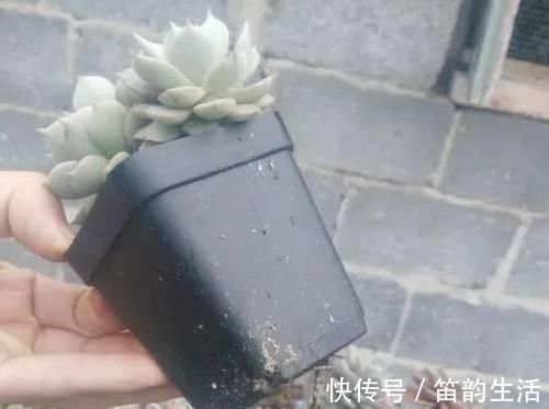 茎干|多肉度夏难，高温天徒长变丑按照4点操作，茎干粗壮叶片肥美