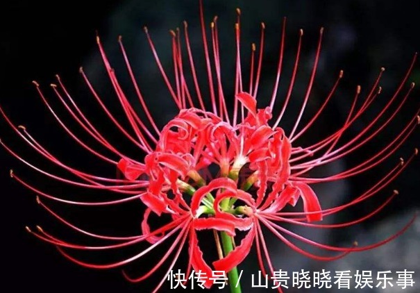 被名字耽误一生的花,好看不敢养,又叫“亡人花”,很美很凄凉