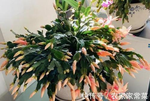 进入花蕾期的蟹爪兰,应该如何养护