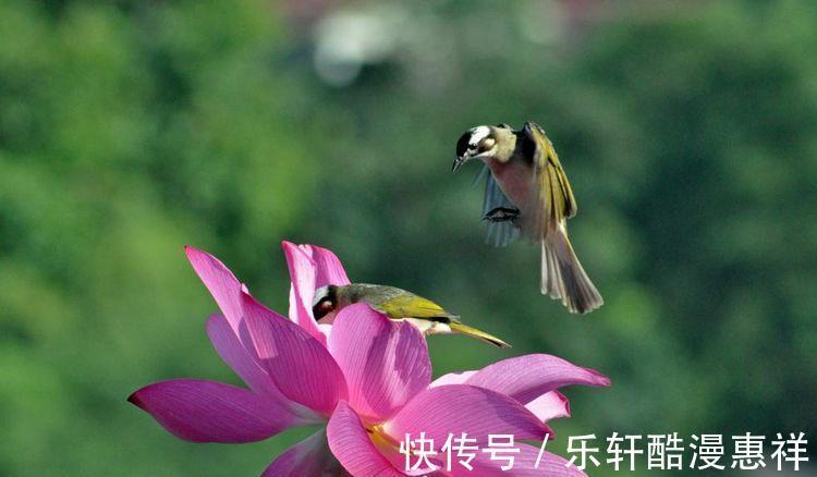 8月中桃花开真爱来，钱多福旺，一帆风顺的生肖