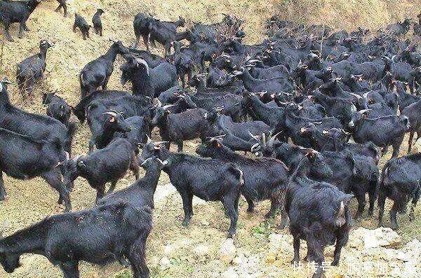 羊肉|南北吃羊大不同!为什么全国各地的吃货都喜欢秋冬吃羊肉