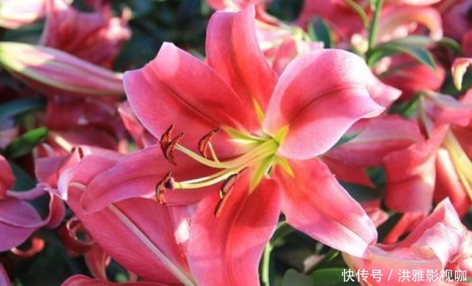 富贵花|4种“富贵花”,开花漂亮上档次,幸福满满来,财运福运喜运来!