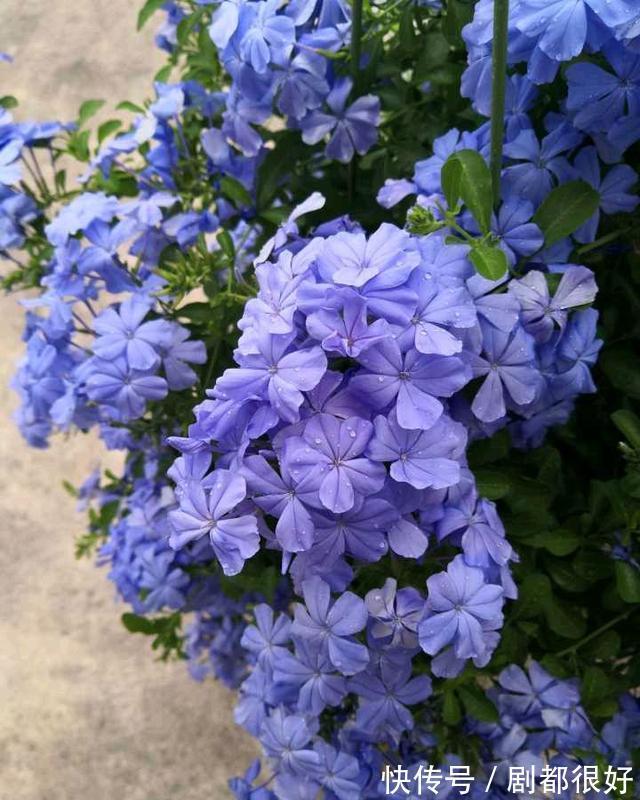 花友|公认好养的“三种花”,掰点枝叶埋到盆内,沿着墙攀成“花瀑布”