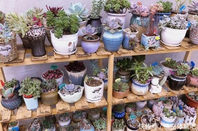 花一变这样，就是休眠了，赶紧换个地方养！花一变这样，就是休眠了，赶紧换个地方养！