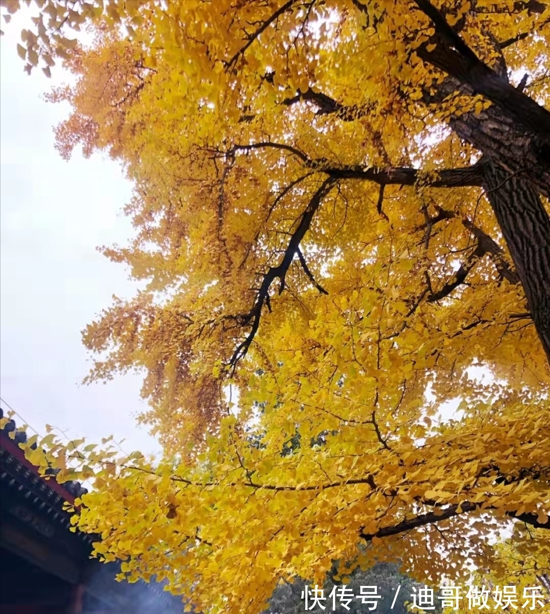 红螺寺|北京银杏美学巅峰：红螺寺千年雌雄银杏树！赏秋与祈福两不误！