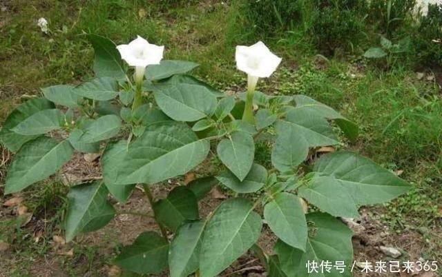 曼陀罗|6种常见“野草”，以往人们不在意，一听名字这也太美了，要养