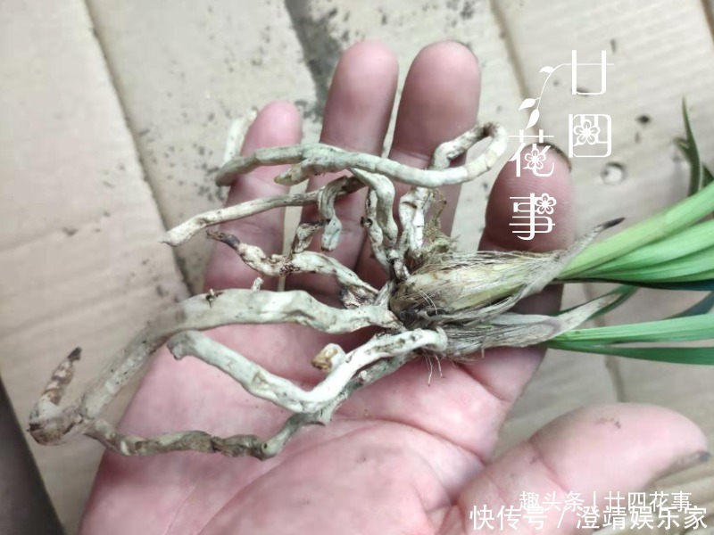 网购兰花服盆难,关键在于上盆前,简单4步服盆快,不僵苗发芽多