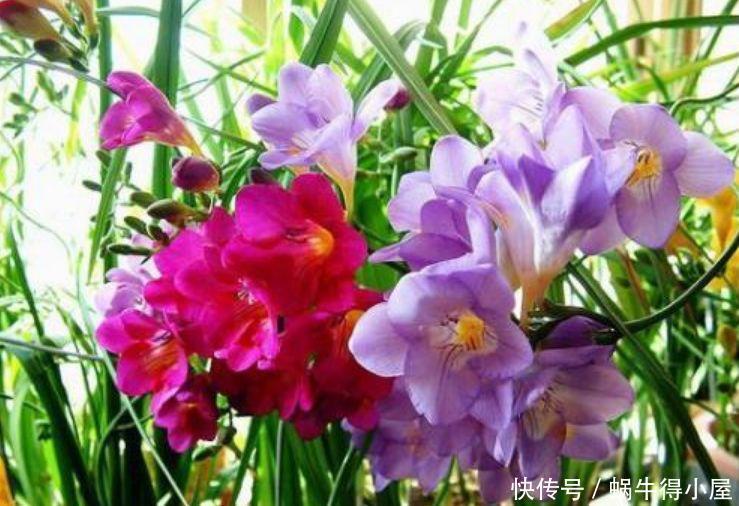 聪明人都养4种花，沾土就活，给点阳光就灿烂，开花不断！