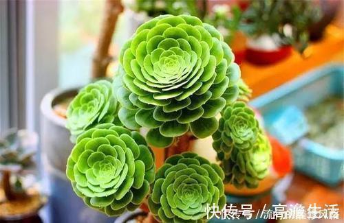 多头|单头多肉如何变多头?最简单的打开方式,新手也会!