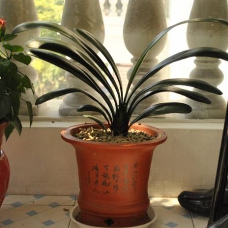 盆底|君子兰就爱吃这2种零食,往盆里埋一点,根壮叶肥,花开璀璨烂漫