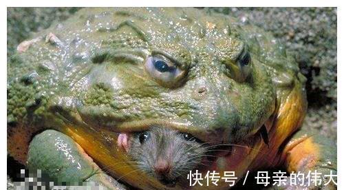 大水过后,河里来了一群“大嘴怪”,当地钓鱼人:鱼快被吃光了