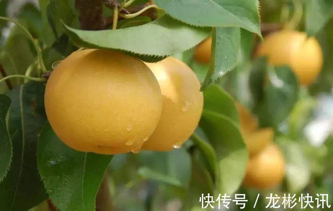 养生|女性养生,秋天常吃3种食物,排毒养颜、抗衰老,营养又瘦身