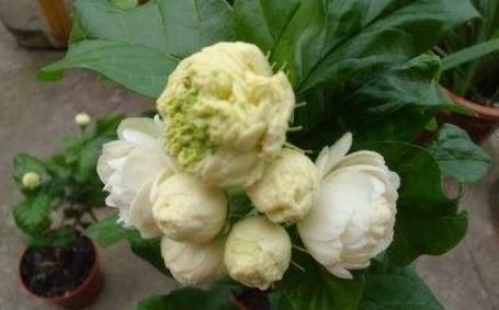 比“香水”还要好闻的这2种花,家里养一盆,满屋“香喷喷”