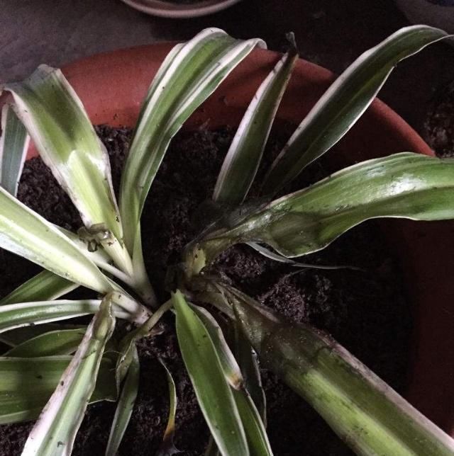 雷区|吊兰浇水避开这三个雷区,叶子翠绿不黄不黑