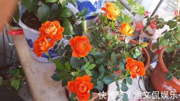 萌新别再用过期的啤酒浇月季了，浇1盆死1盆，只有用对方法才爆盆