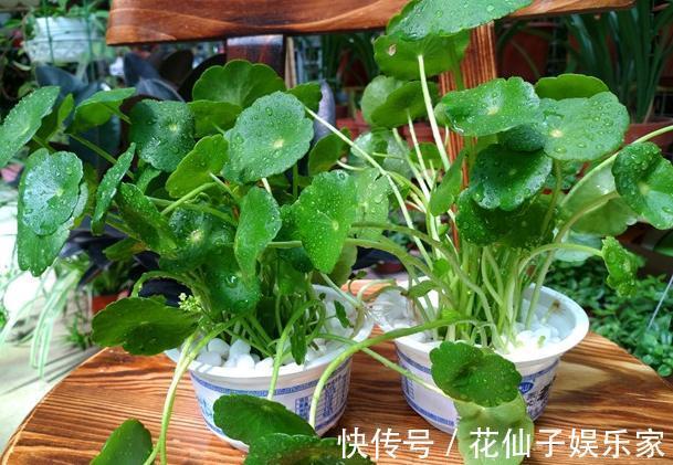 木立芦荟|初次尝试养花,选什么植物好盆栽此4款,搁室内漂亮又好养!