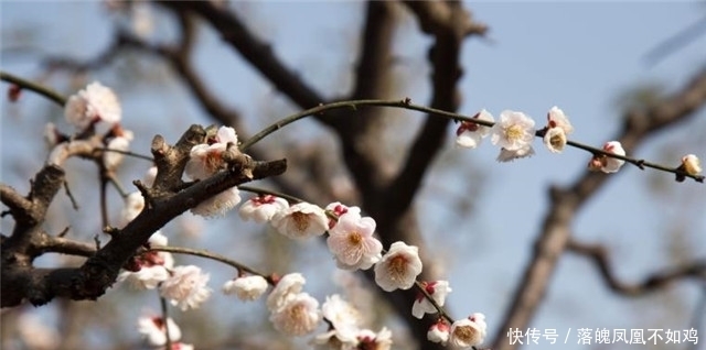 梅花树诗词四首:看来都是梅花树,万斛清香藏不住