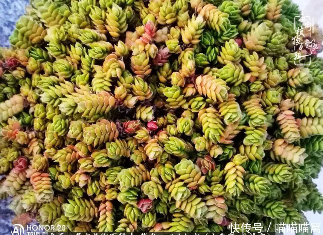 多肉|你是爱,是暖,是希望,你是人间四月天!