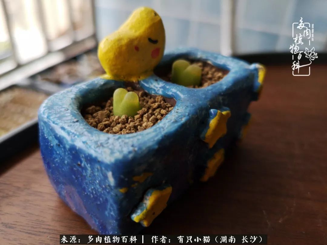 经历一个夏天的摧残，方知皮实好养的多肉才是真爱！