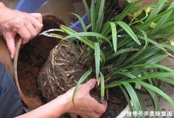 烂根|养花忌讳“3件事”,做错一个也不行,怪不得老是养死花!