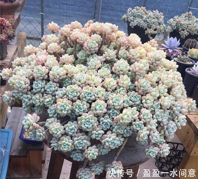 相见恨晚的多肉爆盆法,试一次爆一盆,赶紧用一用!