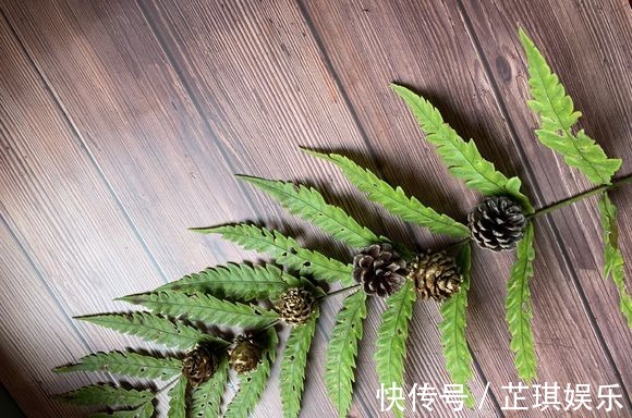 松果|石头野草捡回家，胶水一粘变盆栽，比买的还好看！