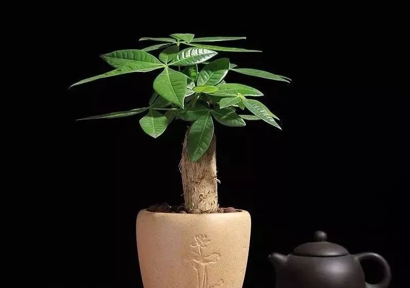 5种花要“穷养”,小花盆,少浇水,越长越精神!