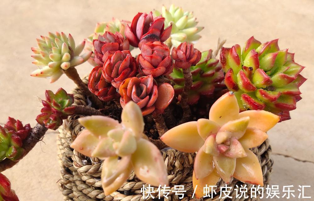 多肉植物拼盆危害很大,不了解它们就拼盆,来看看拼盆会怎么样