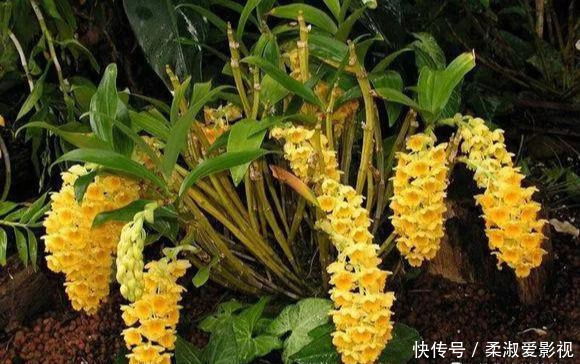 门前石头上长了一丛草,朋友出1000元来买,开起花来真漂亮!