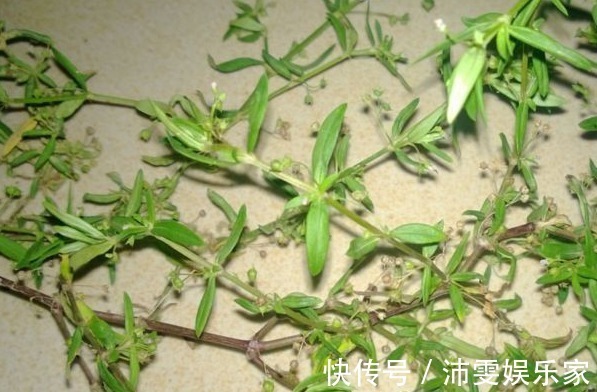 蛇舌草|又名“百花蛇舌草”,却能治疗蛇毒,还抗癌,农村到处都是!