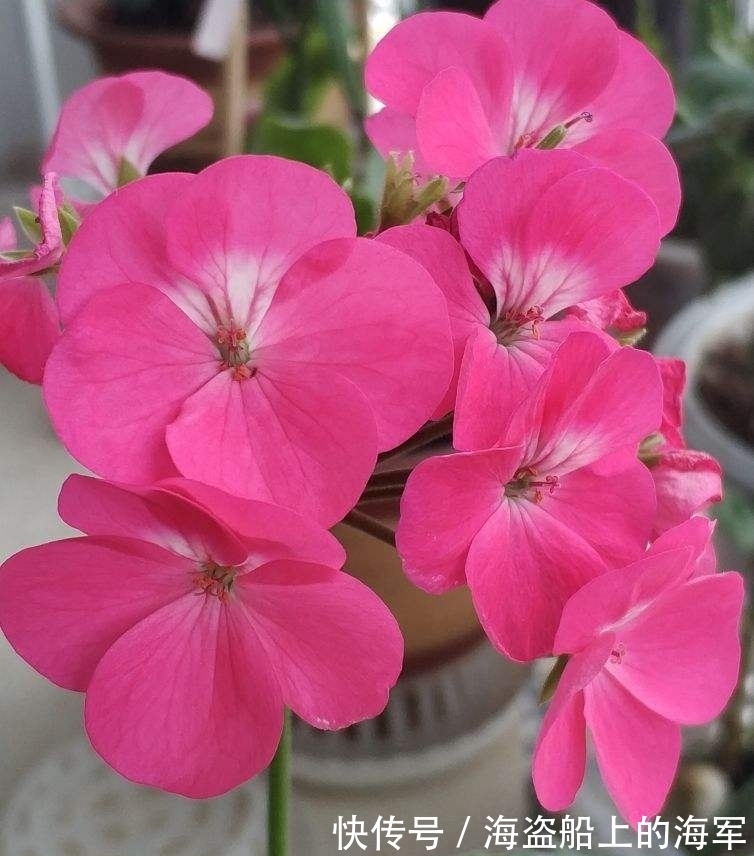 3个养花坏习惯,要赶紧改掉,不然花养得再多也养不好