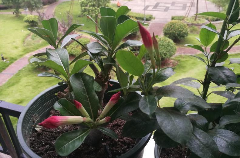 修剪|夏季养什么花?栽飘香藤,满足3条件,成就一道靓丽风景