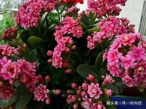 枝条|家养长寿花不知道怎么开花学会这三个小技巧,轻松花开爆满盆