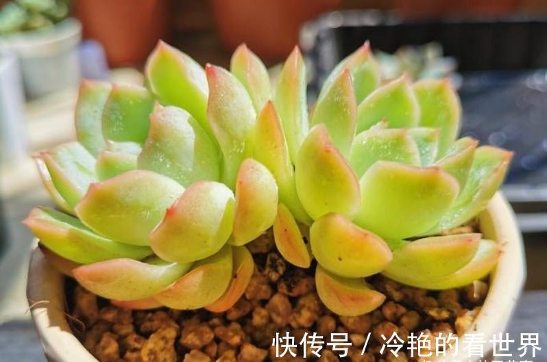 10月养多肉，5种情况需要翻盆，简单3步，生根快重新变美