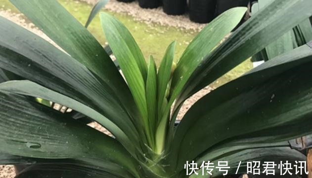 天气转冷,三种花正准备孕育花苞,做好这几点,花朵又多又大