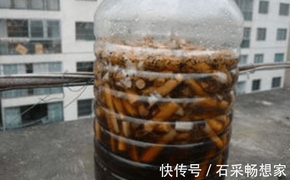 养花虫子多老花农用3种“驱虫水”，虫子通通消失，花朵蹭蹭长