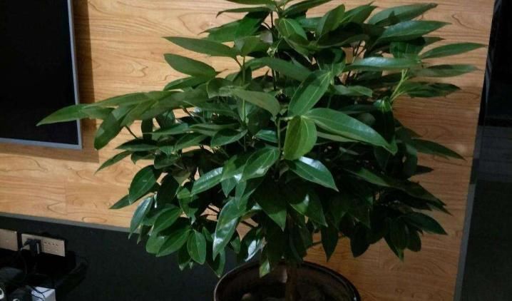 客厅养花“条条是框,处处是坑”2种镇宅树,客厅再小也要养