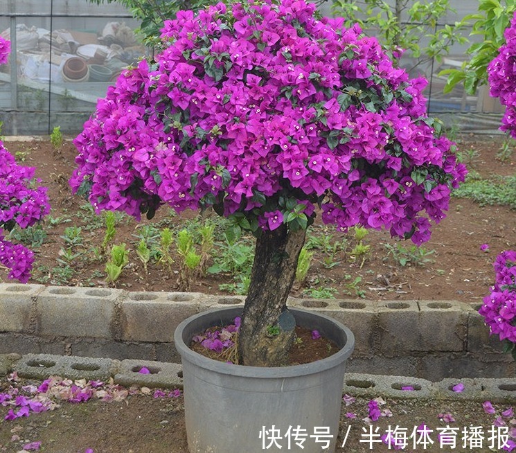 家庭养三角梅，不达到这4个条件，盆栽很难四季开花