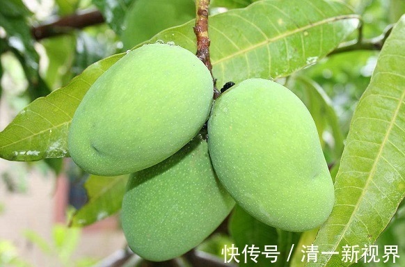 女人|夏天到了,女人要多吃以下三种水果,尤其最后一种,对子宫特别好