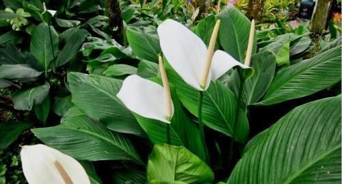 4种花,皮实好养又大气,摆在客厅上档次,有品位的人都养了